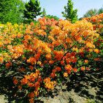 Rhododendron calendulaceum Fula