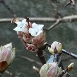 Viburnum × bodnantense Flor