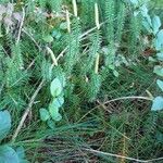 Lycopodium annotinum Habitus