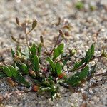 Hornungia procumbens Habitus