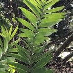 Araucaria hunsteinii Leaf