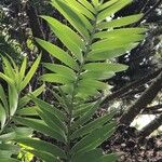 Araucaria hunsteinii Blatt