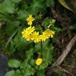 Youngia japonica Flower