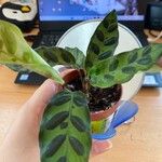 Calathea lancifolia Hoja