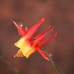 Aquilegia desertorum Flower