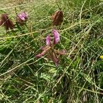 Trifolium alpinum Lorea