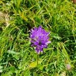 Campanula glomerata പുഷ്പം