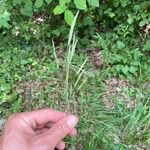 Bromopsis ramosa Lorea