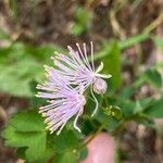 Thalictrum aquilegiifoliumफूल