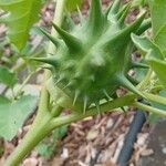 Datura ferox Frukt