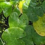 Nymphoides ezannoi Leaf