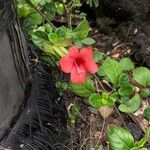 Barleria repens Floare