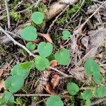 Viola sempervirens Folio