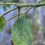 Rosa canina Листок