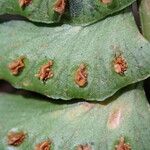 Didymochlaena truncatula 叶