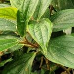 Medinilla venosa Blad