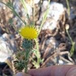 Centaurea melitensisKwiat