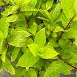 Hydrangea paniculata Leaf