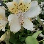 Alstroemeria aurea Çiçek