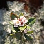 Rhaphiolepis indica Flower