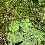 Alchemilla glabra Hoja