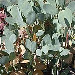 Arctostaphylos mewukka Hábito