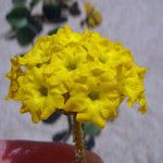 Abronia latifolia Květ