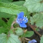 Phacelia campanularia 花