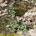 Centaurea jordaniana 形態