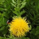 Centaurea macrocephala Fleur