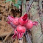 Sabicea pilosa Fruit