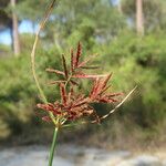 Cyperus longus Blüte