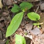 Frangula caroliniana Leaf