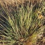 Heteropogon contortus Листок