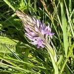 Dactylorhiza fuchsii 花