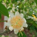 Passiflora sphaerocarpa Floare