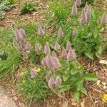 Ptilotus extenuatus Flor