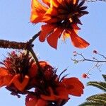 Erythrina caffra Fiore