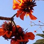 Erythrina caffra 花