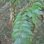 Gleditsia sinensis Blad