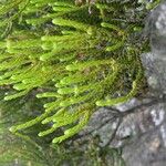 Erica reunionensis Feuille