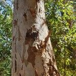 Eucalyptus tereticornis Bark