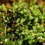 Callitriche terrestris Habitus