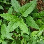 Verbena urticifolia Leaf