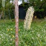 Phleum pratense花