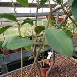 Acokanthera oblongifolia Φύλλο