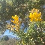 Adenocarpus decorticans Flower