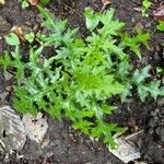 Cirsium muticum Leaf