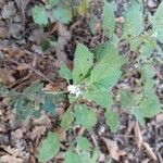 Solanum villosumFlower