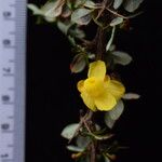 Berberis concinna Other